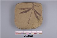 藏品(昆蟲)的圖片